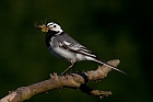 Bachstelze (Motacilla alba)