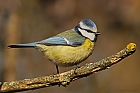 Blaumeise (Cyanistes caeruleus)