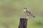 Brachpieper (Anthus campestris),..