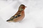 Buchfink (Fringilla coelebs) im Schlichtkleid