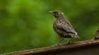 ein Jungvogel