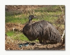 Emu - Nachzucht