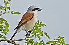 Neuntter (Lanius collurio) oder Rotrckenwrger