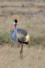 Jambo Kenia 2012 - majesttischer Vogel