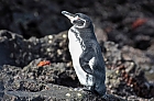 Galpagos-Pinguin beim Sonnenbad