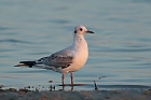 Mwe (Laridae)