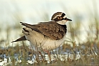 Flussregenpfeifer (Charadrius dubius)