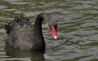 ~black swan~