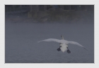 ~flying Swan~