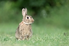 Wildkaninchen (Oryctolagus cuniculus)