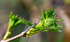 FRUEHLINGSERWACHEN