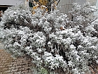 Der erste Schnee in Wien