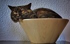 cat bowl or