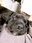 Cane Corso