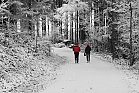 Farbtupfer im Winterwald