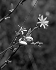 Blume mit Schnecken