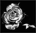 Silver Rose