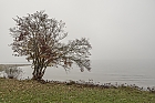 der Baum im Nebel