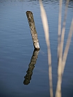 Pfahl im sempachersee