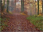 Herbstliche Waldidylle