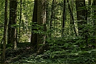 "Waldspaziergang I"