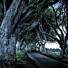 dark hedges