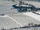 Weingärten im Winter