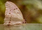 Der Schmetterling