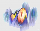 die Tulpe