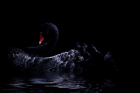 Black Swan...